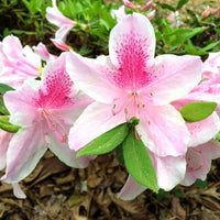 Azalea samen for anpflanzung rosa and weiß blooms