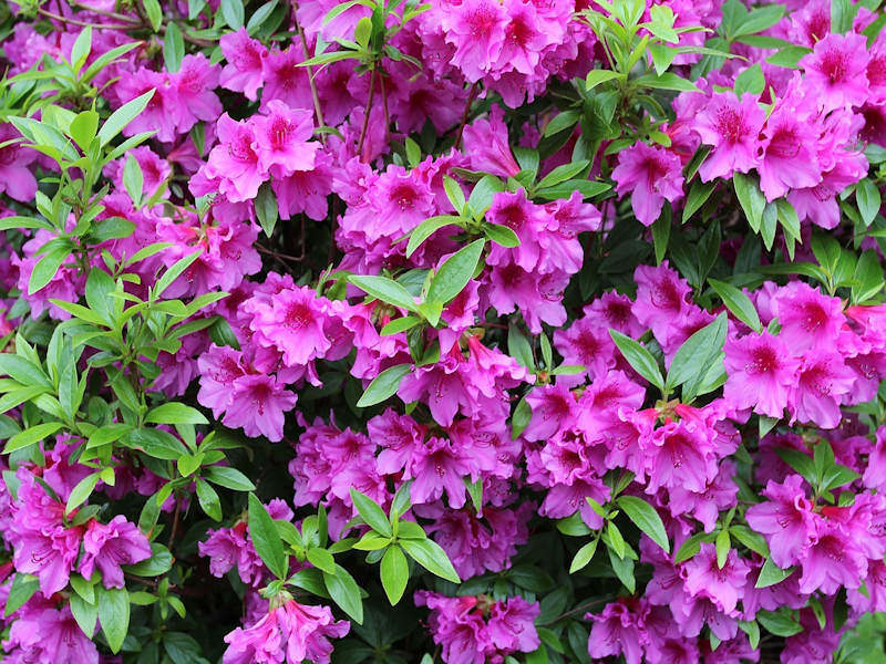 Azalea samen for anpflanzung – rosa blumen