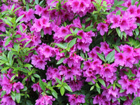 Azalea samen for anpflanzung – rosa blumen
