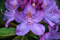Lila azalea shrub with grün foliage
