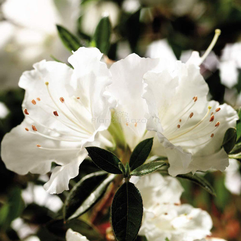 Blau Weiß Azalee Blumensamen zur Aussaat Schnitt Blume beliebt Traditionssorte & ohne Gentechnik Samen Hausgarten