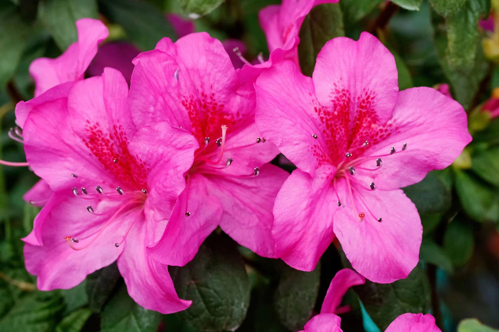 Grün Rhododendron Azalee Blumensamen zur Aussaat robust Sorte Traditionssorte & ohne Gentechnik Samen Hausgarten