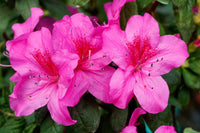 Grün Rhododendron Azalee Blumensamen zur Aussaat robust Sorte Traditionssorte & ohne Gentechnik Samen Hausgarten