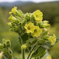 Aztec Nicotiana Blumen grown from Samen in a moon Garten