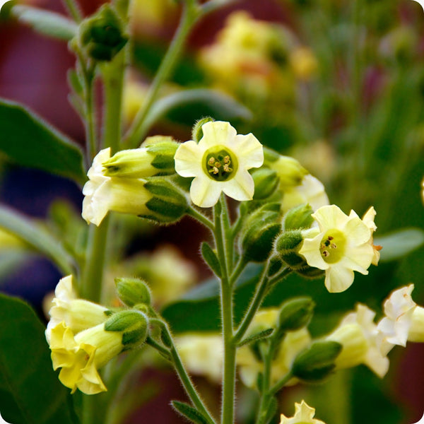 Aztec Nicotiana Samen Nicotiana alata star-shaped Blumen