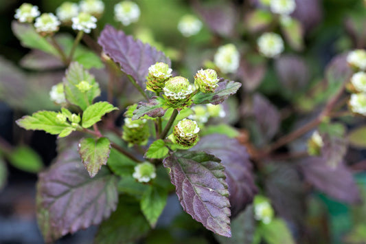 Aztec Sweet Kraut Pflanze with aromatic leaves and white Blumen in Garten
