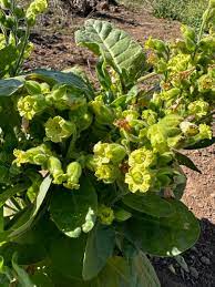 Aztec Tobacco Nicotiana Rustica Anbau in Ornamental Garten