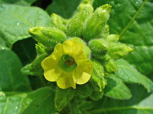 Aztec Tobacco Samen Nicotiana Rustica Midewiwan Sacred Yellow Blumen