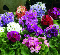 Mixed primrose or primula obconica blume samen violet blume samen for anpflanzung - long bloom season, heirloom & gmo free samen for home garten
 
 sale samen for home garten