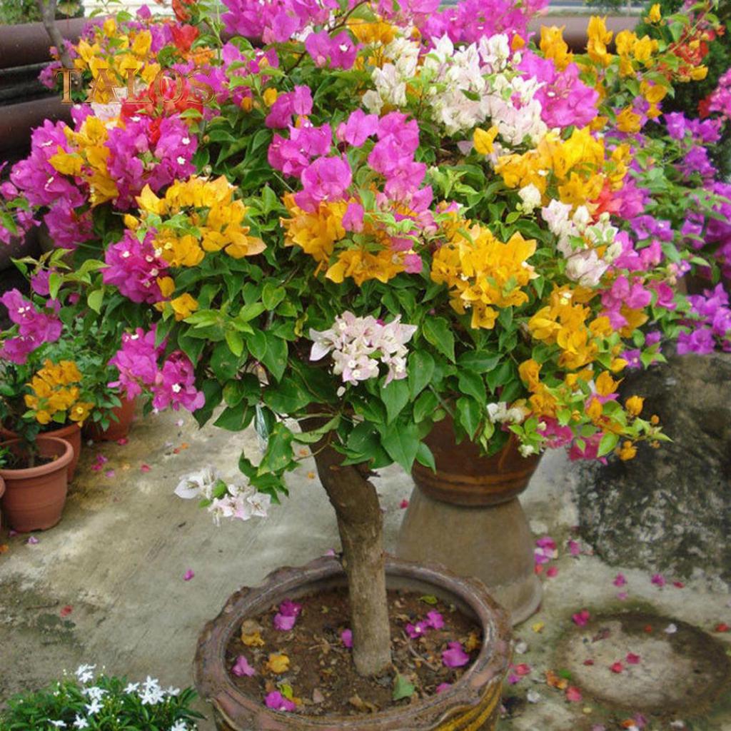Rosa Gelb Drillingsblume Samen Blumensamen zur Aussaat farbenfroh Schau Traditionssorte & ohne Gentechnik Samen Hausgarten