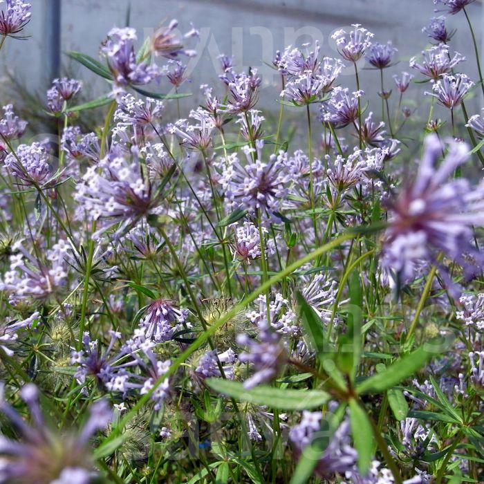 Blau Woodruff Blumensamen zur Aussaat – Wildblume Mischung – Traditionssorte & ohne Gentechnik Samen Hausgarten