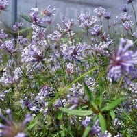 Blau Woodruff Blumensamen zur Aussaat – Wildblume Mischung – Traditionssorte & ohne Gentechnik Samen Hausgarten