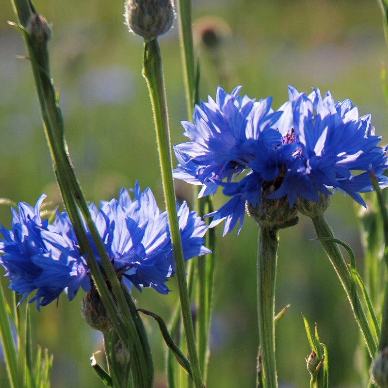 Blaue Zwerg Samen für einfaches Anpflanzen