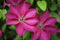 Rosa Gelb Waldrebe Blumensamen zur Aussaat – farbenfroh Schau – Traditionssorte & ohne Gentechnik Samen Hausgarten