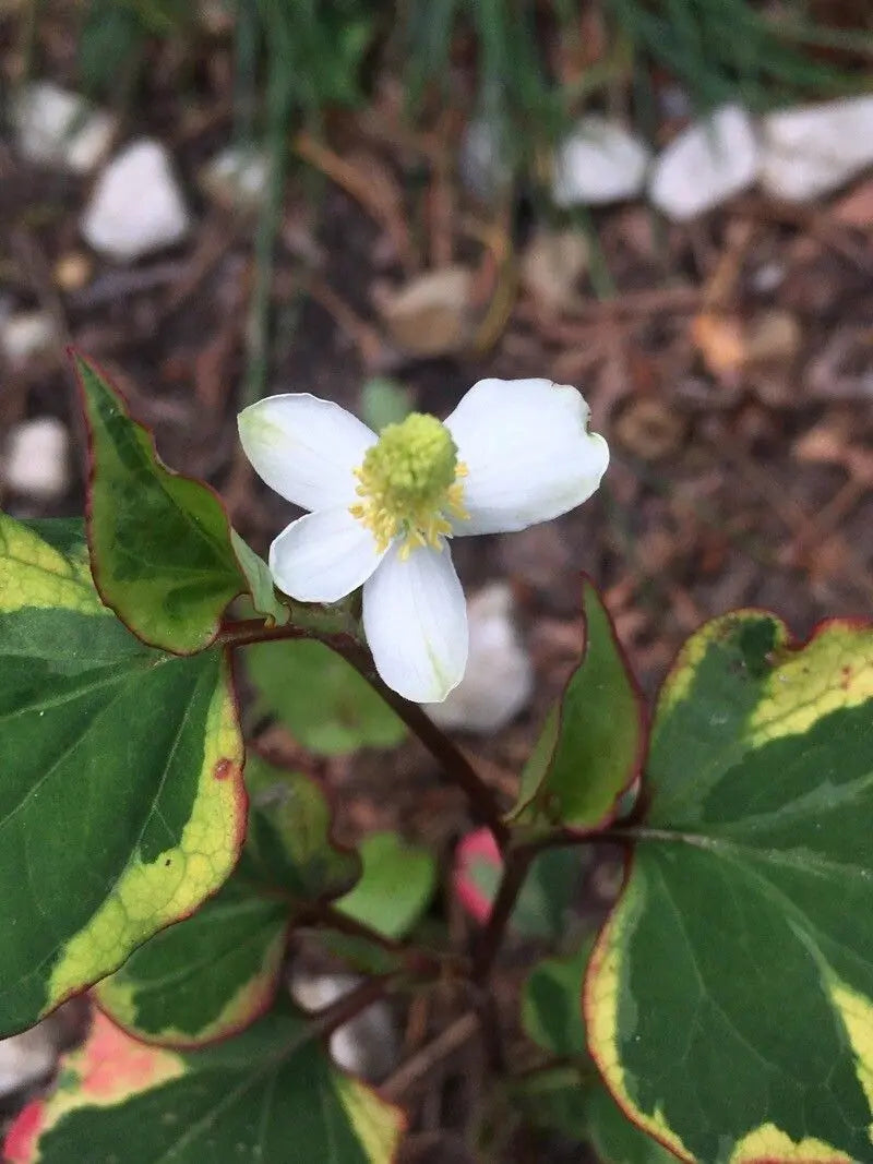 Houttuynia Blumensamen zur Aussaat ideal Rabatten Traditionssorte & ohne Gentechnik Samen Hausgarten