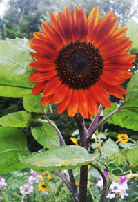 Shades Braun Blumensamen – einzigartig Garten Mischung