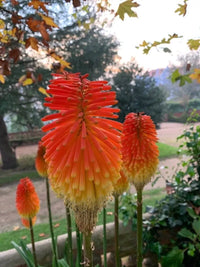Rot Kniphofia Blumensamen zur Aussaat – kompakt Wuchs – Traditionssorte & ohne Gentechnik Samen Hausgarten