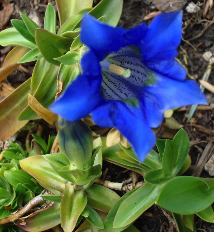 Blau Gentiana Acaulis Blumensamen zur Aussaat – Garten beliebt – Traditionssorte & ohne Gentechnik Samen Hausgarten