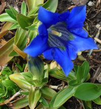 Blau Gentiana Acaulis Blumensamen zur Aussaat – Garten beliebt – Traditionssorte & ohne Gentechnik Samen Hausgarten
