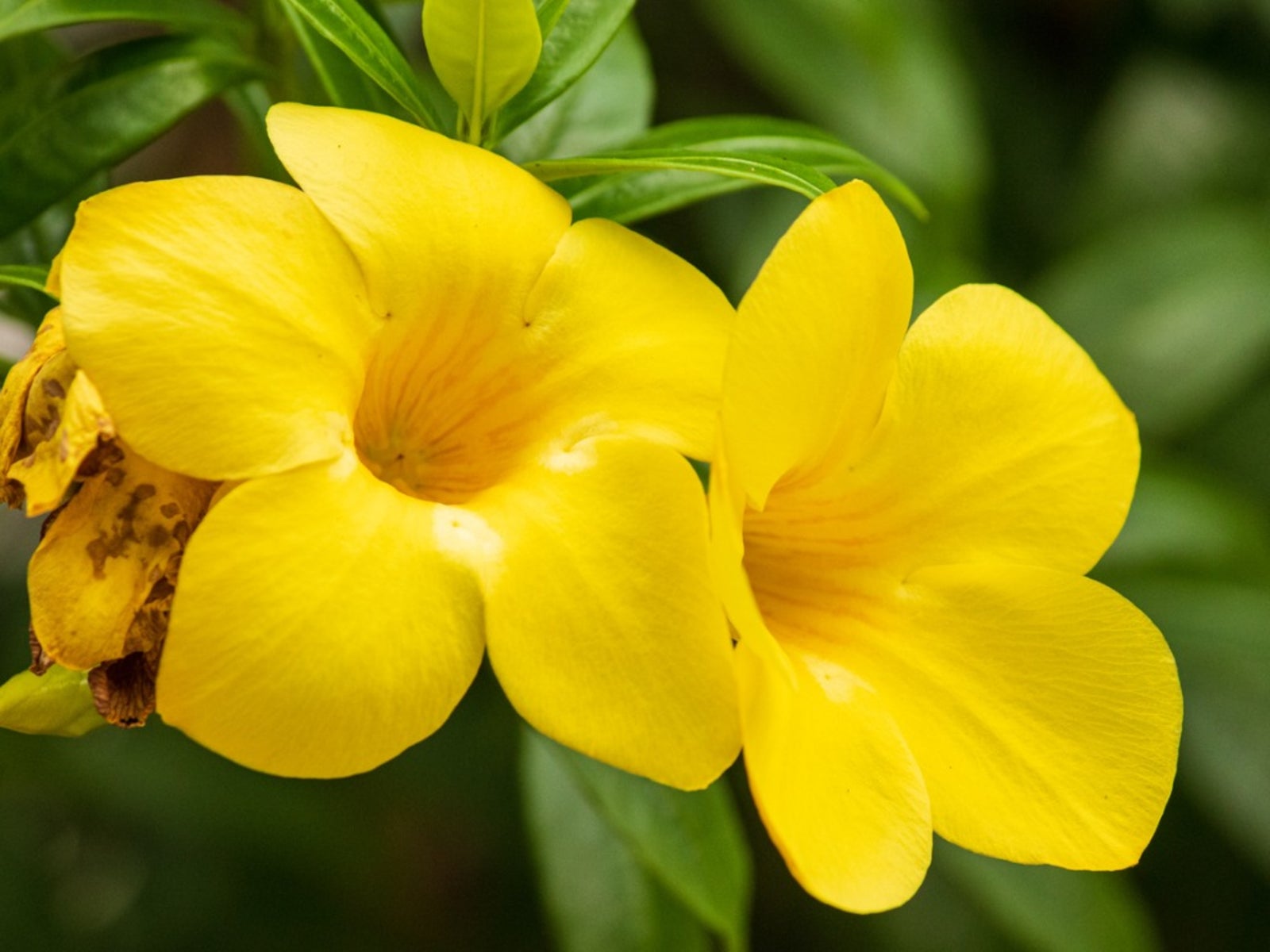 Allamanda Blumensamen zur Aussaat Garten beliebt Traditionssorte & ohne Gentechnik Samen Hausgarten