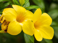 Allamanda Blumensamen zur Aussaat Garten beliebt Traditionssorte & ohne Gentechnik Samen Hausgarten