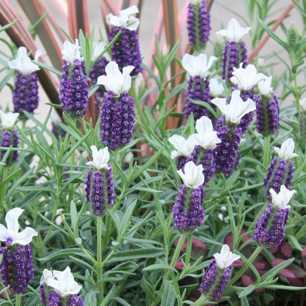 Weiß Provence Lavendel Blumensamen zur Aussaat – Drought verträglich – Traditionssorte & ohne Gentechnik Samen Hausgarten