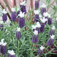 Weiß Provence Lavendel Blumensamen zur Aussaat – Drought verträglich – Traditionssorte & ohne Gentechnik Samen Hausgarten