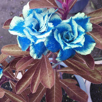 Himmelblau Wüstenrose Obesum Samen Blumensamen zur Aussaat pflegeleicht Traditionssorte & ohne Gentechnik Samen Hausgarten