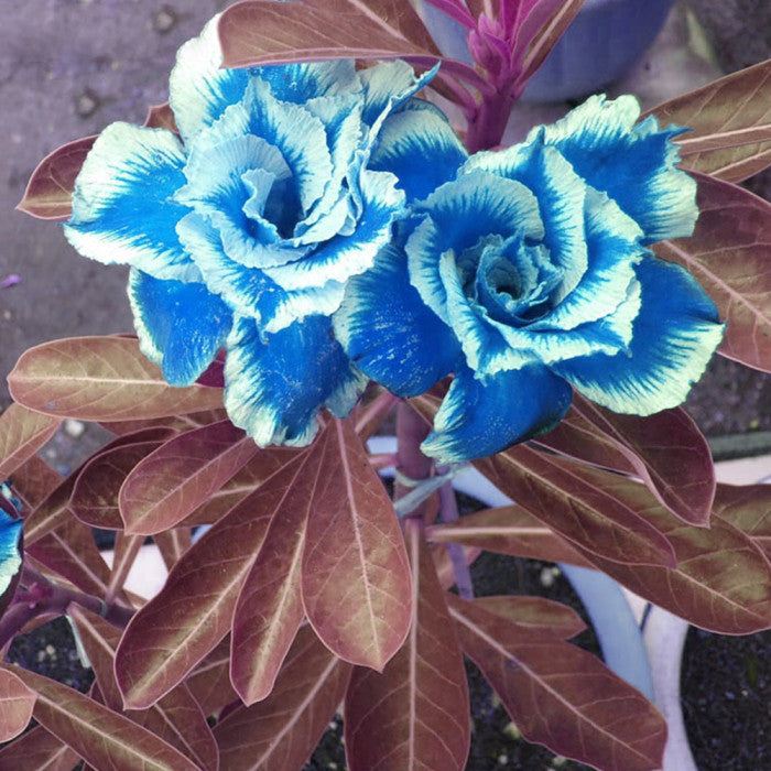 Blau Wüstenrose Bonsai Blumensamen zur Aussaat – Drought verträglich – Traditionssorte & ohne Gentechnik Samen Hausgarten