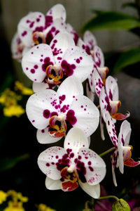Weiß Lila Schmetterlingsorchidee Orchidee Blumensamen zur Aussaat – leuchtend Blüten – Traditionssorte & ohne Gentechnik Samen Hausgarten