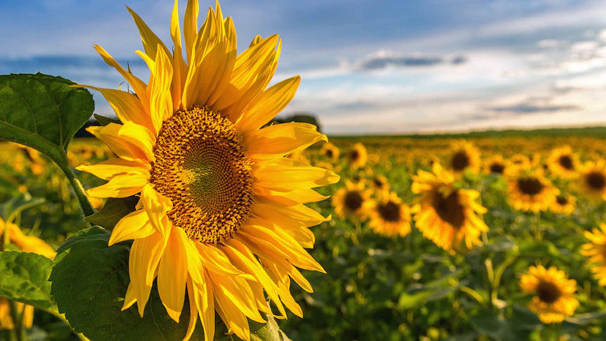 Sonnenblume Gelb Orange Blumensamen zur Aussaat – Wildblume Mischung – Traditionssorte & ohne Gentechnik Samen Hausgarten