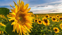 Sonnenblume Gelb Orange Blumensamen zur Aussaat – Wildblume Mischung – Traditionssorte & ohne Gentechnik Samen Hausgarten