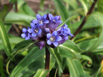 Gentiana Macrophylla Blumensamen zur Aussaat – hochwertige Qualitäts- – Traditionssorte & ohne Gentechnik Samen Hausgarten