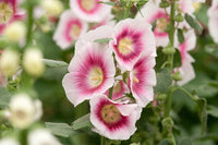 Halo Samen Rosa-Blumensamen zum Pflanzen und Gärtnern