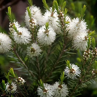 Melaleuca Blumensamen zur Aussaat – Wildblume Mischung – Traditionssorte & ohne Gentechnik Samen Hausgarten