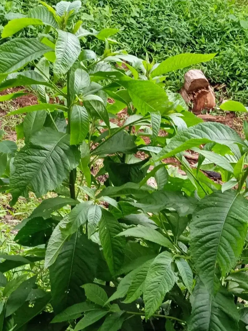 Grün Balsamifera Blumensamen zur Aussaat – Halbschatten verträglich – Traditionssorte & ohne Gentechnik Samen Hausgarten