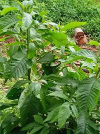 Grün Balsamifera Blumensamen zur Aussaat – Halbschatten verträglich – Traditionssorte & ohne Gentechnik Samen Hausgarten