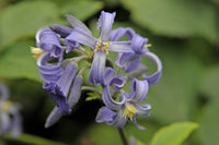 Waldrebe Heracleifolia Blumensamen zur Aussaat Bestäuber freundlich Traditionssorte & ohne Gentechnik Samen Hausgarten