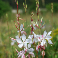 Gaura Lindheimeri Blumensamen zur Aussaat – farbenfroh Schau – Traditionssorte & ohne Gentechnik Samen Hausgarten