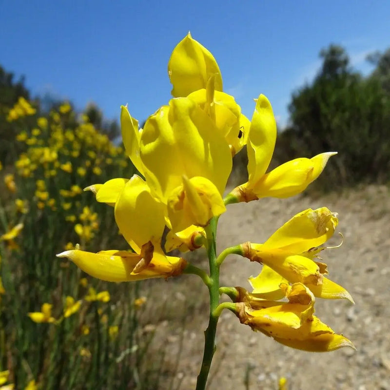 Spartium Blumensamen zur Aussaat Bestäuber freundlich Traditionssorte & ohne Gentechnik Samen Hausgarten
