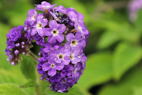 Heliotrope Blau Blumensamen zur Aussaat – duftend Blüten