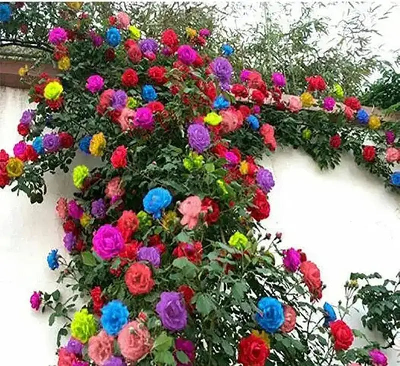 Gemischt kletternd mehrjährig Rose Blumensamen zur Aussaat – duftend Blüten Traditionssorte & ohne Gentechnik Samen Hausgarten