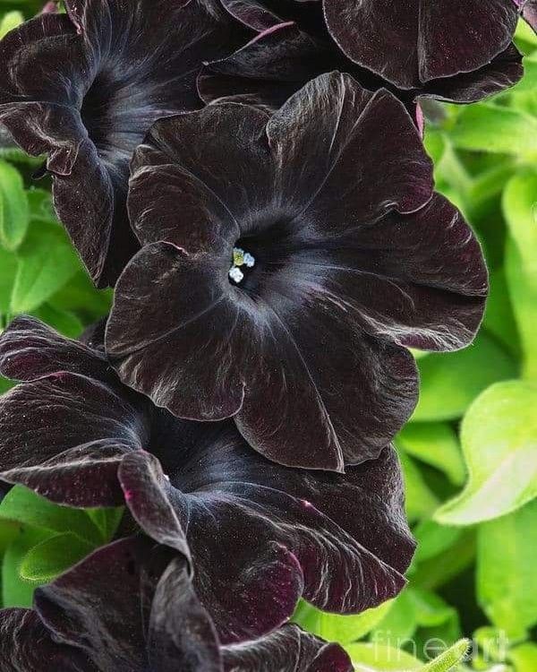 Schwarz Velvet Petunie Blumensamen zur Aussaat – saisonal Dauerblüher – Traditionssorte & ohne Gentechnik Samen Hausgarten