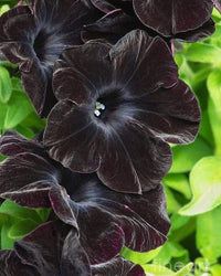 Schwarz Velvet Petunie Blumensamen zur Aussaat – saisonal Dauerblüher – Traditionssorte & ohne Gentechnik Samen Hausgarten