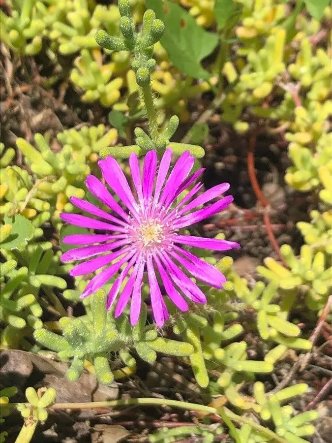 Drosanthemum Hispidum Blumensamen zur Aussaat Wildblume Mischung Traditionssorte & ohne Gentechnik Samen Hausgarten