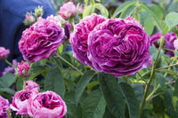 Charles de Mills Blumensamen zur Aussaat – Wildblume Mischung – Traditionssorte & ohne Gentechnik Samen Hausgarten