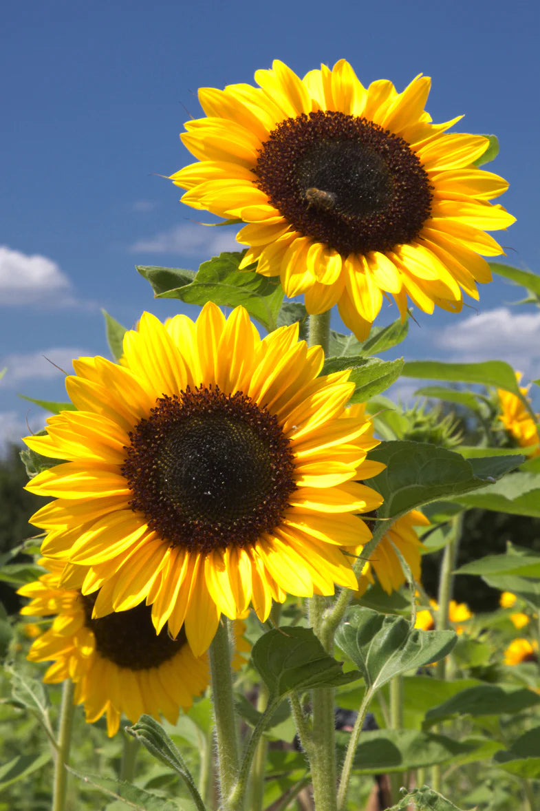 hell Gelb Sonnenblume Samen zur Aussaat sonnenliebend Traditionssorte & ohne Gentechnik Samen Hausgarten