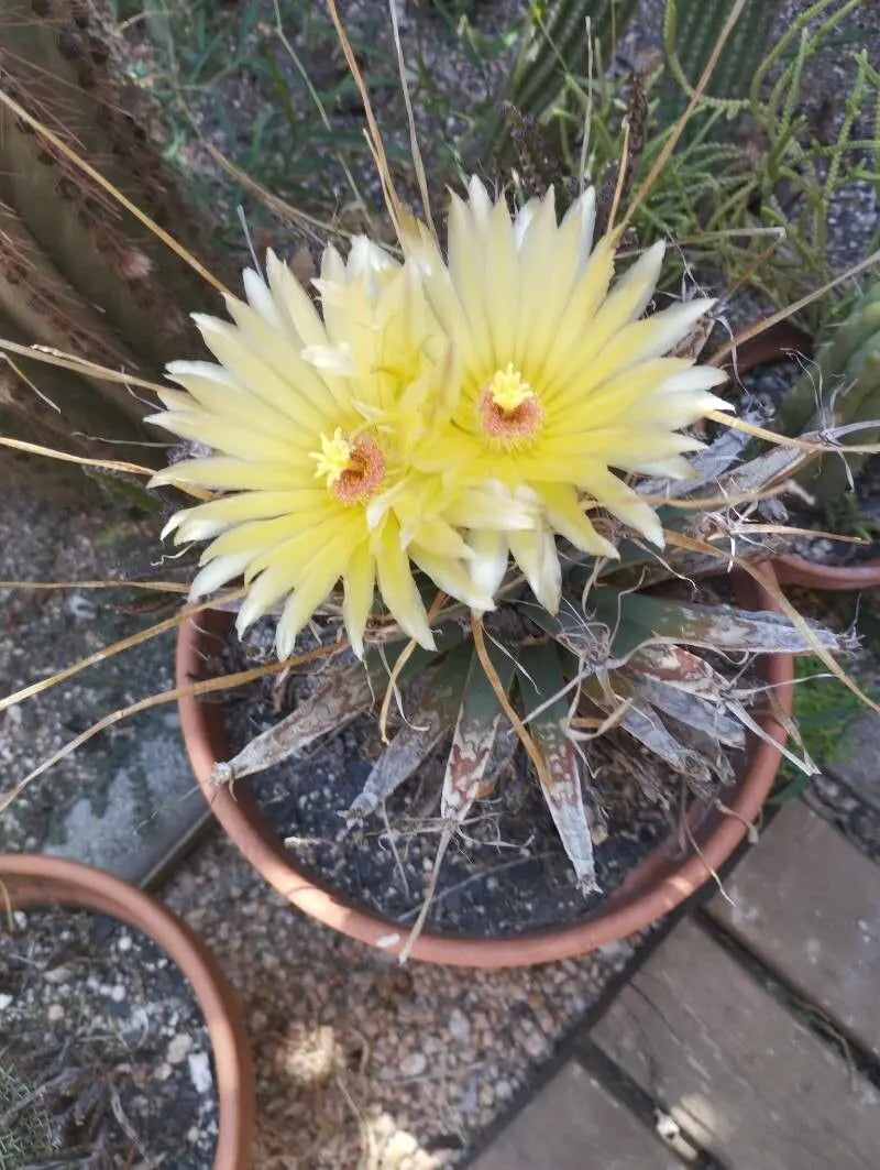 Gelb Leuchtenbergia Pflanze Samen zur Aussaat