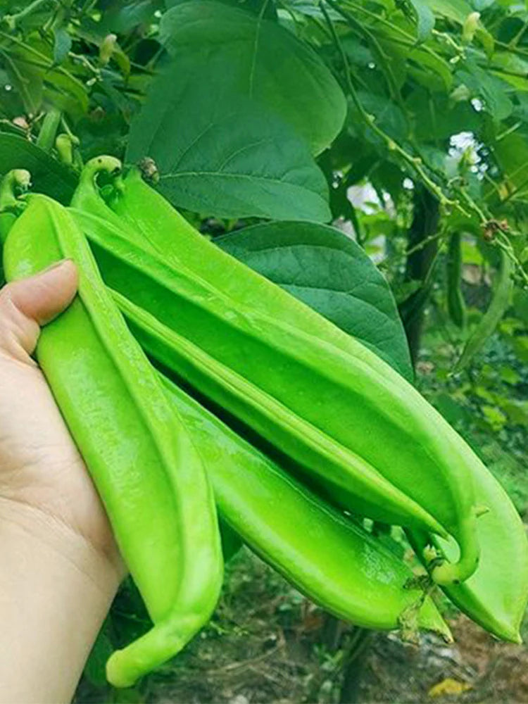 Sword Bean Gemüse Planting Samen