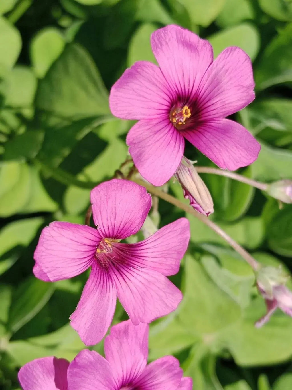 Sauerklee Articulata Blumensamen zur Aussaat – ideal Rabatten – Traditionssorte & ohne Gentechnik Samen Hausgarten